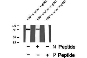 Image no. 1 for anti-Protein Regulator of Cytokinesis 1 (PRC1) (pThr470) antibody (ABIN6271950)