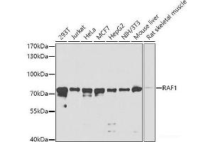Western blot analysis of extracts of various cell lines using RAF1 Polyclonal Antibody at dilution of 1:1000.