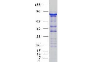 Image no. 1 for Sec23 Homolog A (SEC23A) protein (Myc-DYKDDDDK Tag) (ABIN2731569)