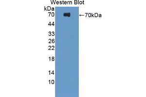 Image no. 1 for anti-Platelet-Derived Growth Factor Receptor-Like (PDGFRL) (AA 22-375) antibody (ABIN1869737)