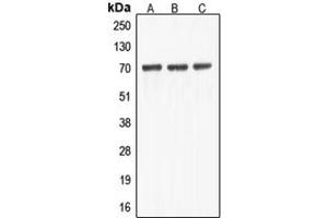 Image no. 1 for anti-ATP-Binding Cassette, Sub-Family F (GCN20), Member 2 (ABCF2) (Center) antibody (ABIN2705375)