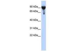 Image no. 1 for anti-Exocyst Complex Component 3 (EXOC3) (AA 252-301) antibody (ABIN6741129)