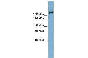 Image no. 1 for anti-Transmembrane Protein 2 (TMEM2) (Middle Region) antibody (ABIN2775385)