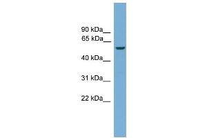 Image no. 1 for anti-ECSIT (ECSIT) (N-Term) antibody (ABIN2779983)