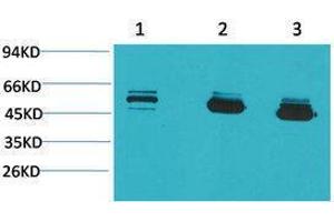 Image no. 1 for anti-Mitochondrial Calcium Uptake 1 (MICU1) antibody (ABIN3181571)