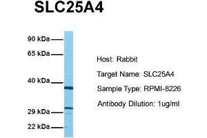 Image no. 3 for anti-Solute Carrier Family 25 (Mitochondrial Carrier, Adenine Nucleotide Translocator), Member 4 (SLC25A4) (N-Term) antibody (ABIN2781568)