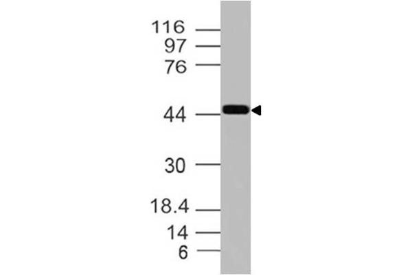 Inhibin antibody  (AA 196-366)