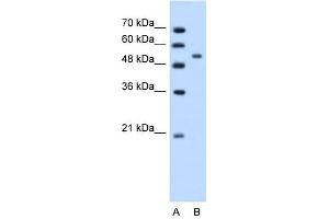 Image no. 1 for anti-Perilipin 1 (PLIN1) (N-Term) antibody (ABIN629870)