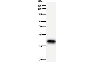 Image no. 1 for anti-E1A Binding Protein P300 (EP300) antibody (ABIN930935)