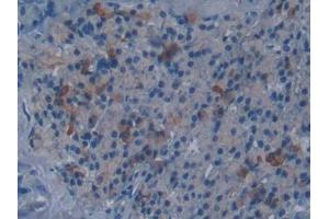 Image no. 3 for anti-Disrupted in Schizophrenia 1 (DISC1) (AA 151-330) antibody (ABIN5013464)