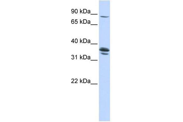 anti-Solute Carrier Organic Anion Transporter Family, Member 3A1 (SLCO3A1) (Middle Region) antibody