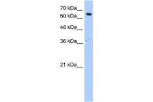 Image no. 1 for anti-Fatty Acyl CoA Reductase 1 (FAR1) antibody (ABIN2463312)