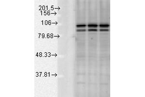 Image no. 1 for anti-Calnexin (CANX) (C-Term) antibody (APC) (ABIN2481639)