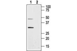 anti-Aquaporin 8 (AQP8) (AA 14-28), (Intracellular), (N-Term) antibody