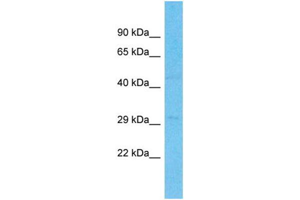 UNC119B antibody  (N-Term)