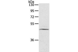LASS3 antibody