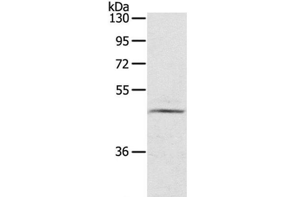 LASS3 antibody