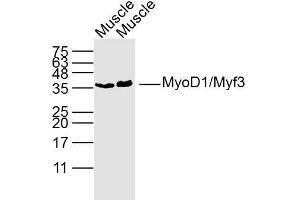 Image no. 1 for anti-Myogenic Differentiation 1 (MYOD1) (AA 51-150) antibody (ABIN740340)