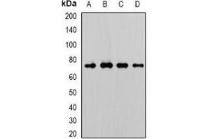 Image no. 2 for anti-WD Repeat Domain 48 (WDR48) antibody (ABIN2967147)