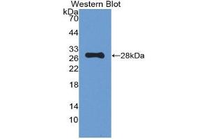 Image no. 1 for anti-Proopiomelanocortin (POMC) (AA 27-235) antibody (ABIN1077682)