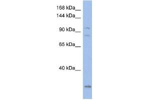 Image no. 1 for anti-Potassium Voltage-Gated Channel, KQT-Like Subfamily, Member 5 (KCNQ5) (Middle Region) antibody (ABIN2780216)