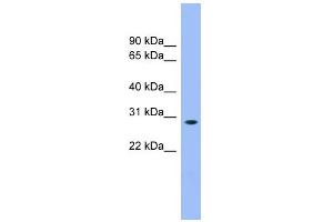 Image no. 1 for anti-Enolase-Phosphatase 1 (ENOPH1) (N-Term) antibody (ABIN2774190)