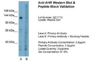 Image no. 3 for anti-Aryl Hydrocarbon Receptor (AHR) (N-Term) antibody (ABIN2779518)