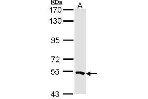 Image no. 2 for anti-Misato Homolog 1 (MSTO1) (Center) antibody (ABIN2856039)