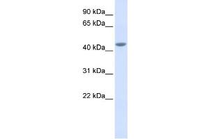Image no. 1 for anti-Interleukin 11 Receptor, alpha (IL11RA) (Middle Region) antibody (ABIN2782642)