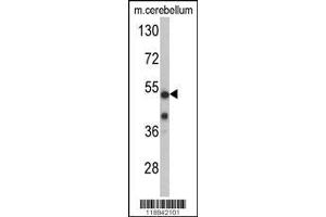 Image no. 1 for anti-Cyclin-Dependent Kinase 14 (CDK14) (AA 67-96), (N-Term) antibody (ABIN390748)