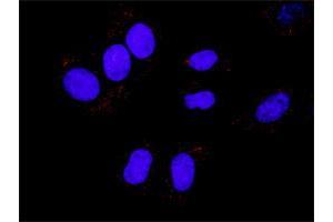 Proximity Ligation Assay (PLA) image for HNF4A & CTNNB1 Protein Protein Interaction Antibody Pair (ABIN1339895)