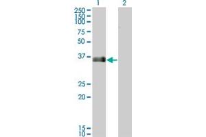MARCKSL1 antibody  (AA 107-195)