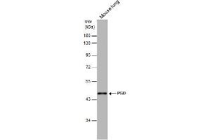 Image no. 2 for anti-Phosphogluconate Dehydrogenase (PGD) (Center) antibody (ABIN2855133)