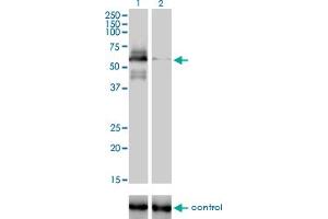 Image no. 1 for anti-E3 ubiquitin-protein ligase RAD18 (RAD18) (AA 332-430) antibody (ABIN566046)