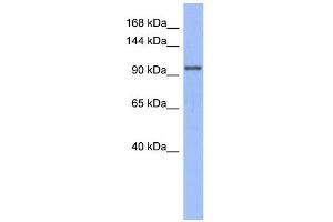 Image no. 2 for anti-MutS Homolog 4 (E. Coli) (MSH4) (N-Term) antibody (ABIN2776763)