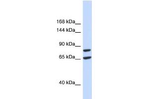 Image no. 1 for anti-Solute Carrier Family 26 (Sulfate Transporter), Member 8 (SLC26A8) (Middle Region) antibody (ABIN2781708)