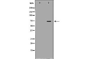 Image no. 1 for anti-Amyloid beta (A4) Precursor-Like Protein 1 (APLP1) (Internal Region) antibody (ABIN6259980)