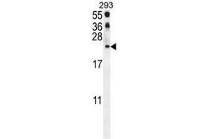 Image no. 2 for anti-Chemokine (C-C Motif) Ligand 21 (CCL21) (AA 30-60), (Middle Region) antibody (ABIN950189)