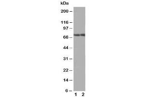Image no. 2 for anti-ATP-Binding Cassette, Sub-Family G (WHITE), Member 4 (ABCG4) (Middle Region) antibody (ABIN3030064)