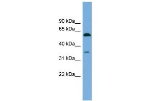anti-serum Amyloid A-Like 1 (SAAL1) (N-Term) antibody