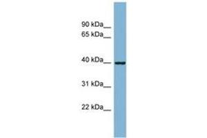 Image no. 1 for anti-ELMO/CED-12 Domain Containing 2 (ELMOD2) (AA 35-84) antibody (ABIN6742092)