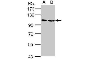 Image no. 2 for anti-NEL-Like 1 (NELL1) (Center) antibody (ABIN2855708)