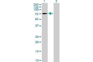 Image no. 1 for anti-Nuclear Factor I/A (NFIA) (AA 1-498) antibody (ABIN518308)