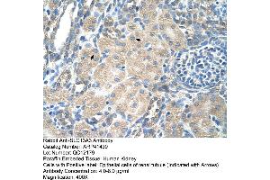 SLC13A3 antibody  (Middle Region)