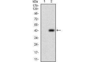 Image no. 3 for anti-Protein tyrosine Phosphatase Type IVA, Member 2 (PTP4A2) (AA 58-162) antibody (ABIN1724901)