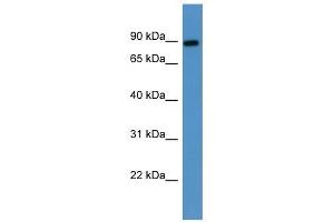 Image no. 1 for anti-Lysyl Oxidase-Like 3 (LOXL3) (Middle Region) antibody (ABIN926446)