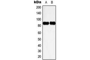 Western blot analysis of Cortactin (pY466) expression in HeLa UV-treated (A), NIH3T3 H2O2-treated (B) whole cell lysates.