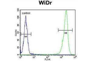 Image no. 1 for anti-DEK Oncogene (DEK) (AA 343-372), (C-Term) antibody (ABIN951879)