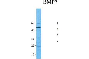 Image no. 5 for anti-Bone Morphogenetic Protein 7 (BMP7) (N-Term) antibody (ABIN2779568)