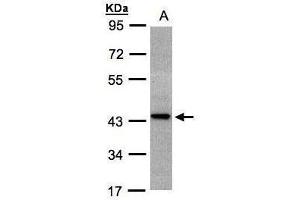 Image no. 2 for anti-ST3 beta-Galactoside alpha-2,3-Sialyltransferase 2 (ST3GAL2) (Center) antibody (ABIN2855728)